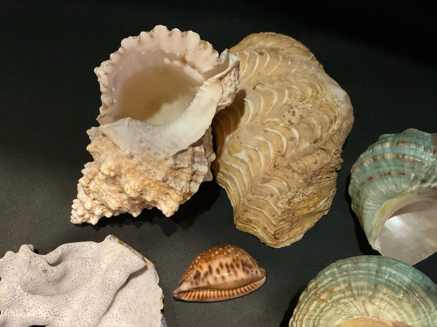 Shell collection