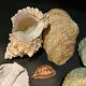 Shell collection