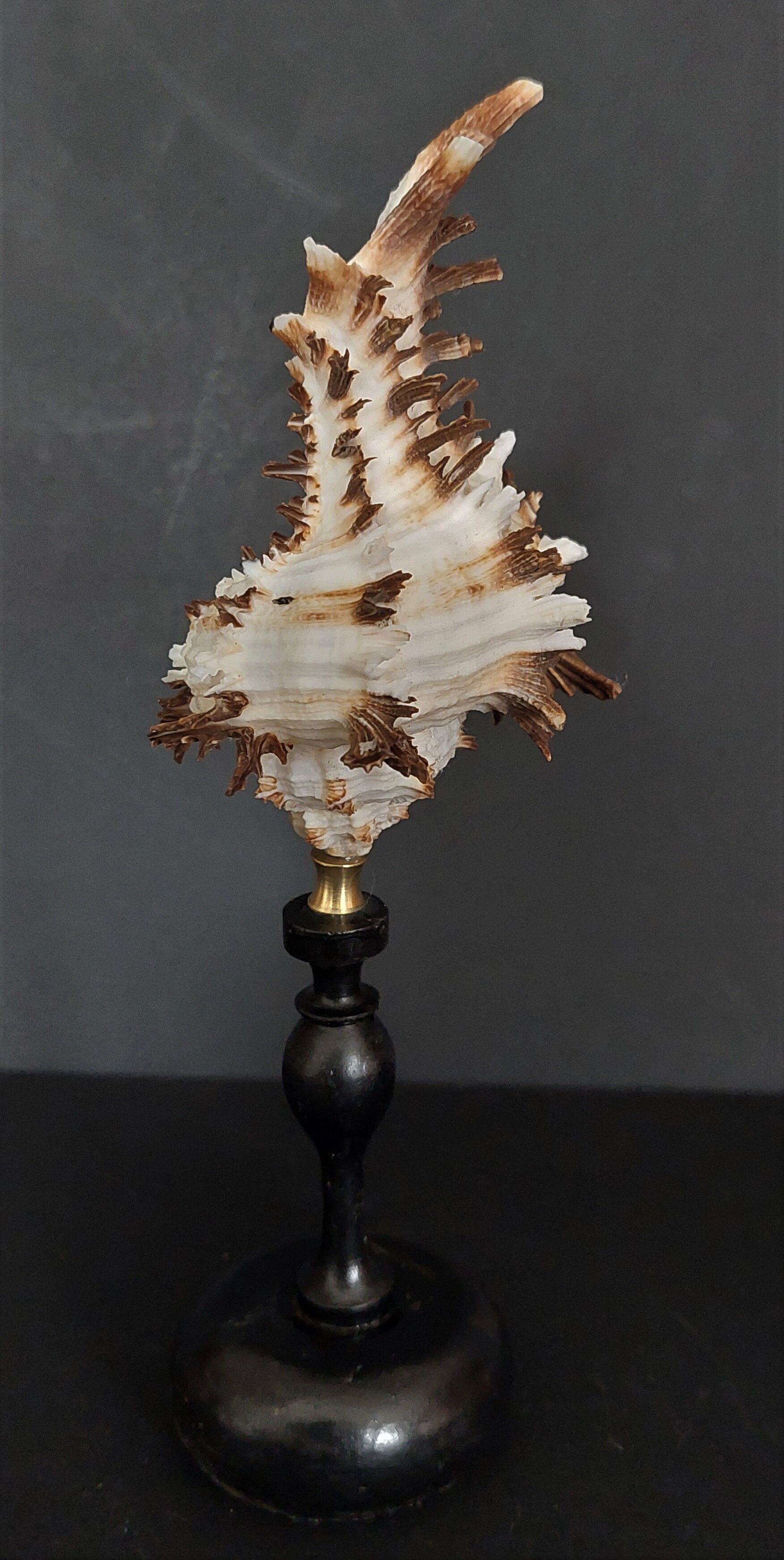 Cabinet of Curiosities shell hexaplex cichoreum on base