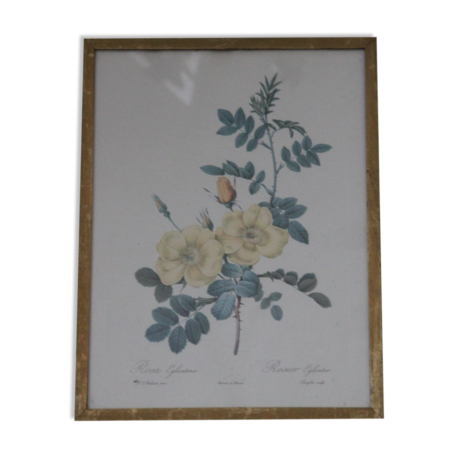 Framed engraving by P.J.Redouté Rosier Eglantier