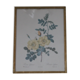 Framed engraving by P.J.Redouté Rosier Eglantier