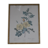 Framed engraving by P.J.Redouté Rosier Eglantier