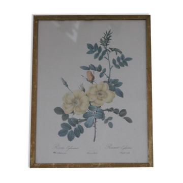 Framed engraving by P.J.Redouté Rosier Eglantier
