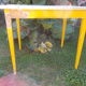 Antique table