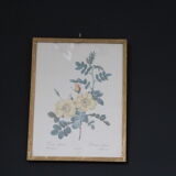 Framed engraving by P.J.Redouté Rosier Eglantier