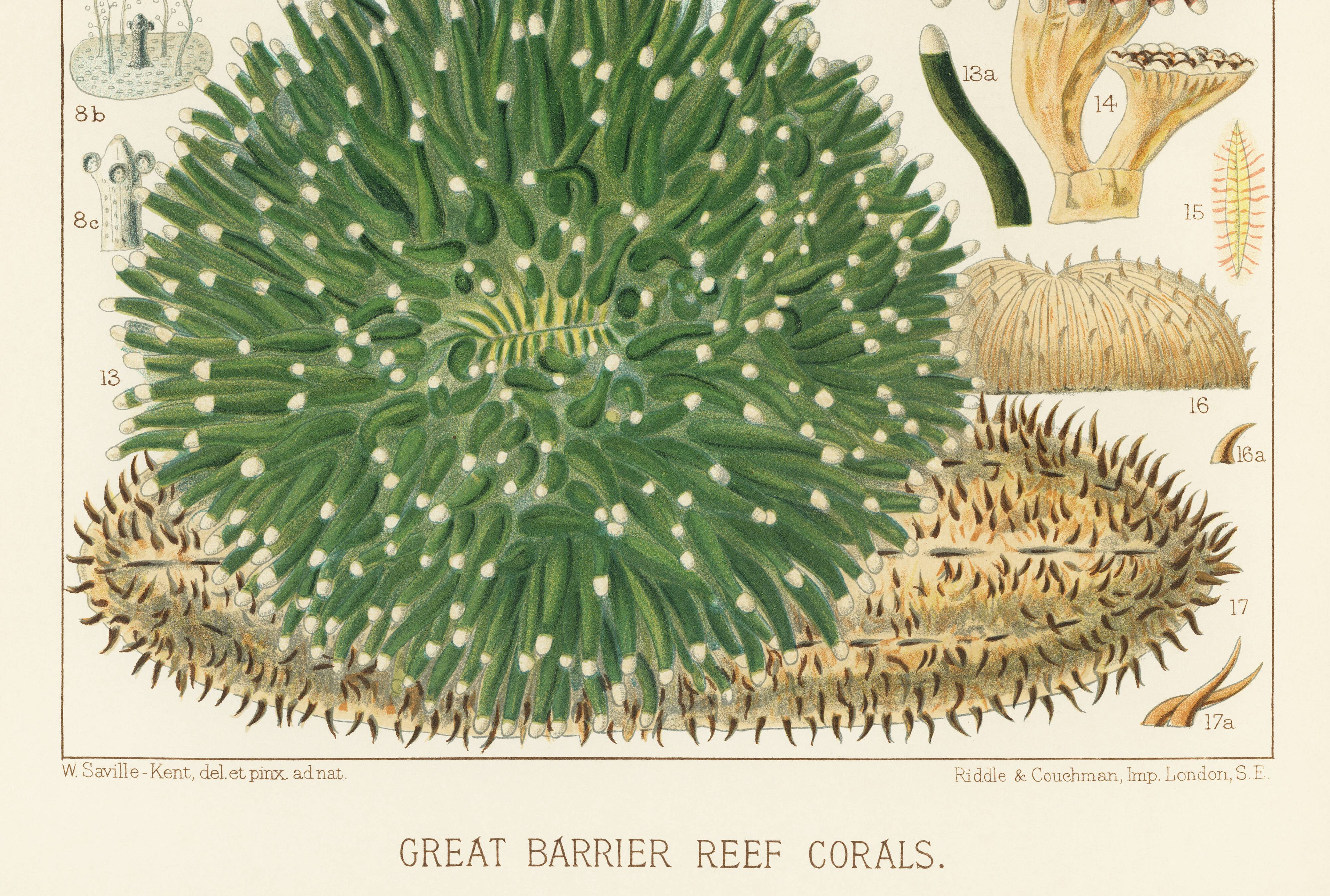 Affiche sur les Anémones, d’après une lithographie de 1893.