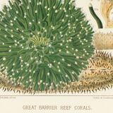 Affiche sur les Anémones, d’après une lithographie de 1893.