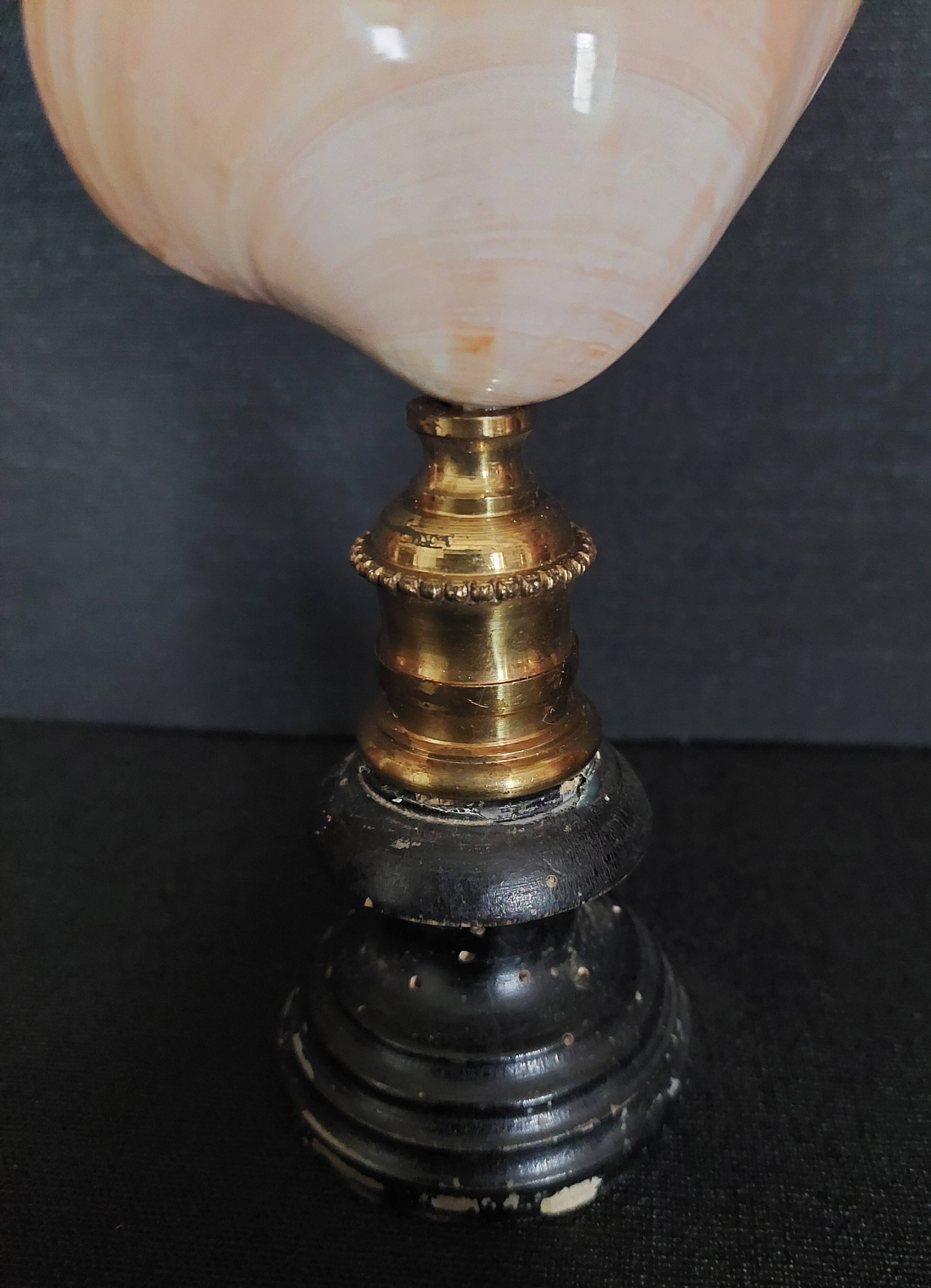 Cabinet of Curiosities codakia tigerina shell on base