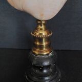 Cabinet of Curiosities codakia tigerina shell on base