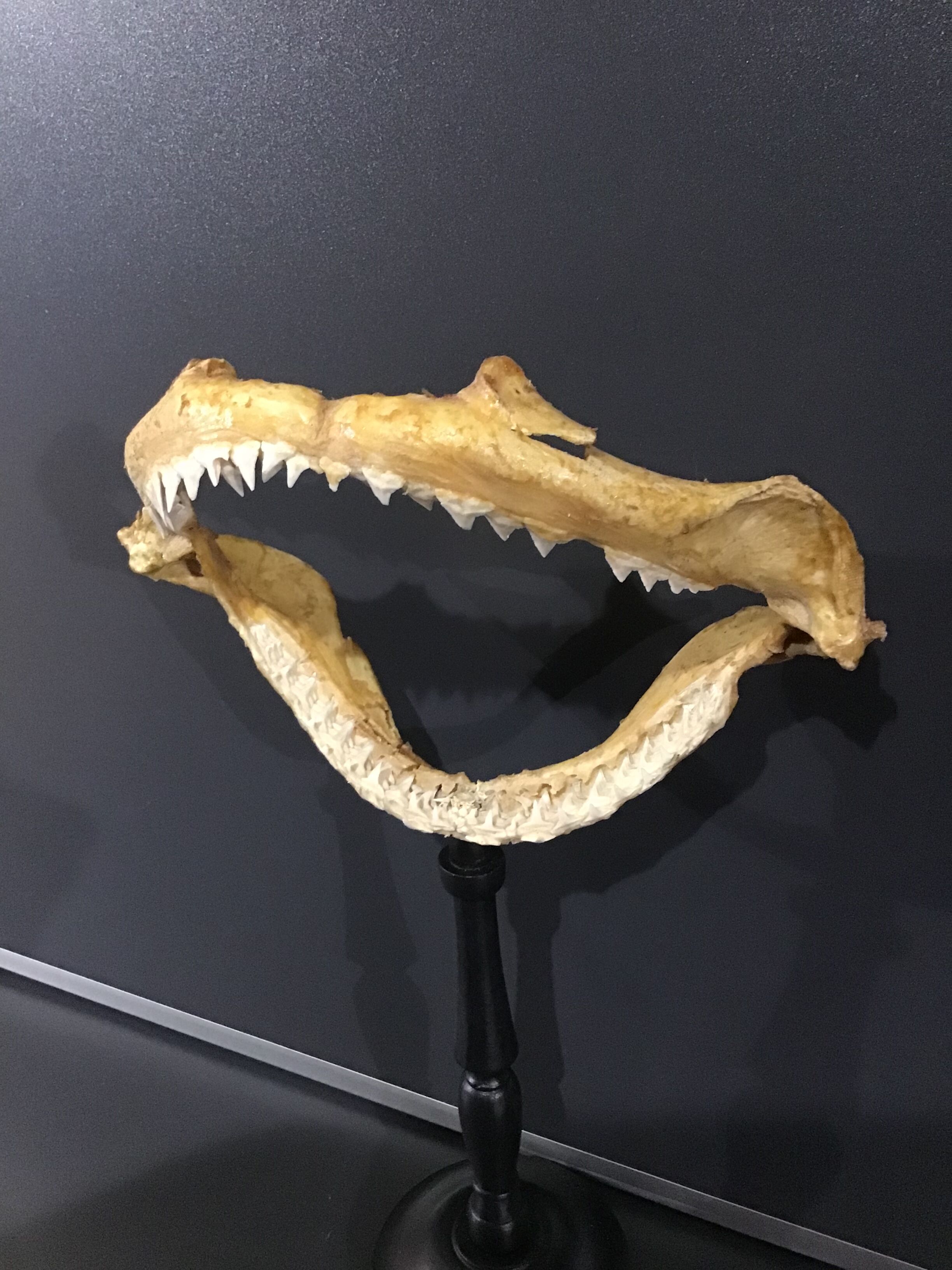Shark jaw