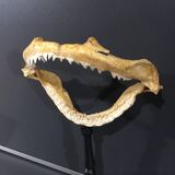 Shark jaw