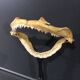 Mâchoire de requin