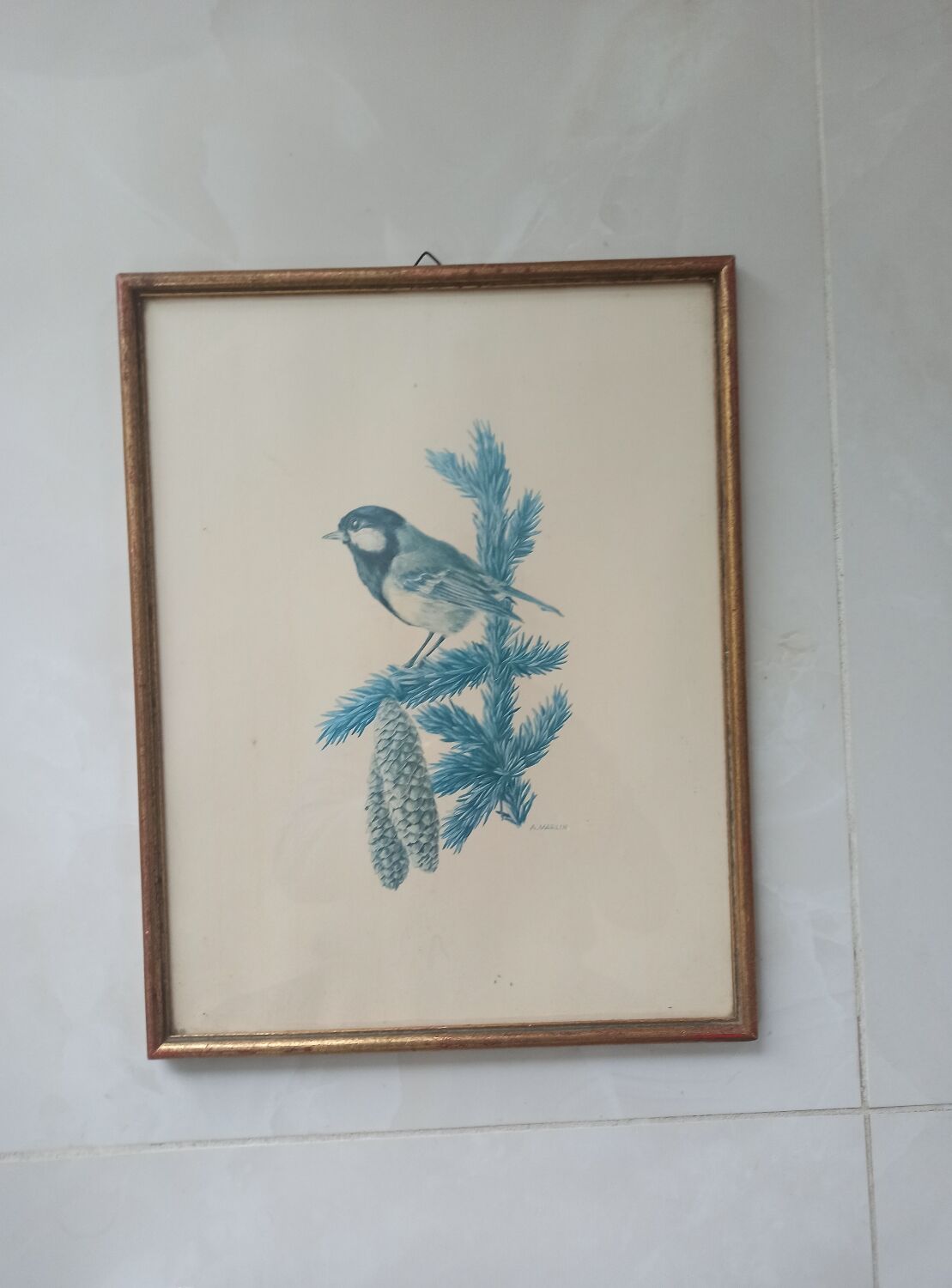 Blue tit in charcoal on board under glass, signed