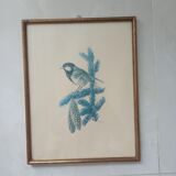 Blue tit in charcoal on board under glass, signed