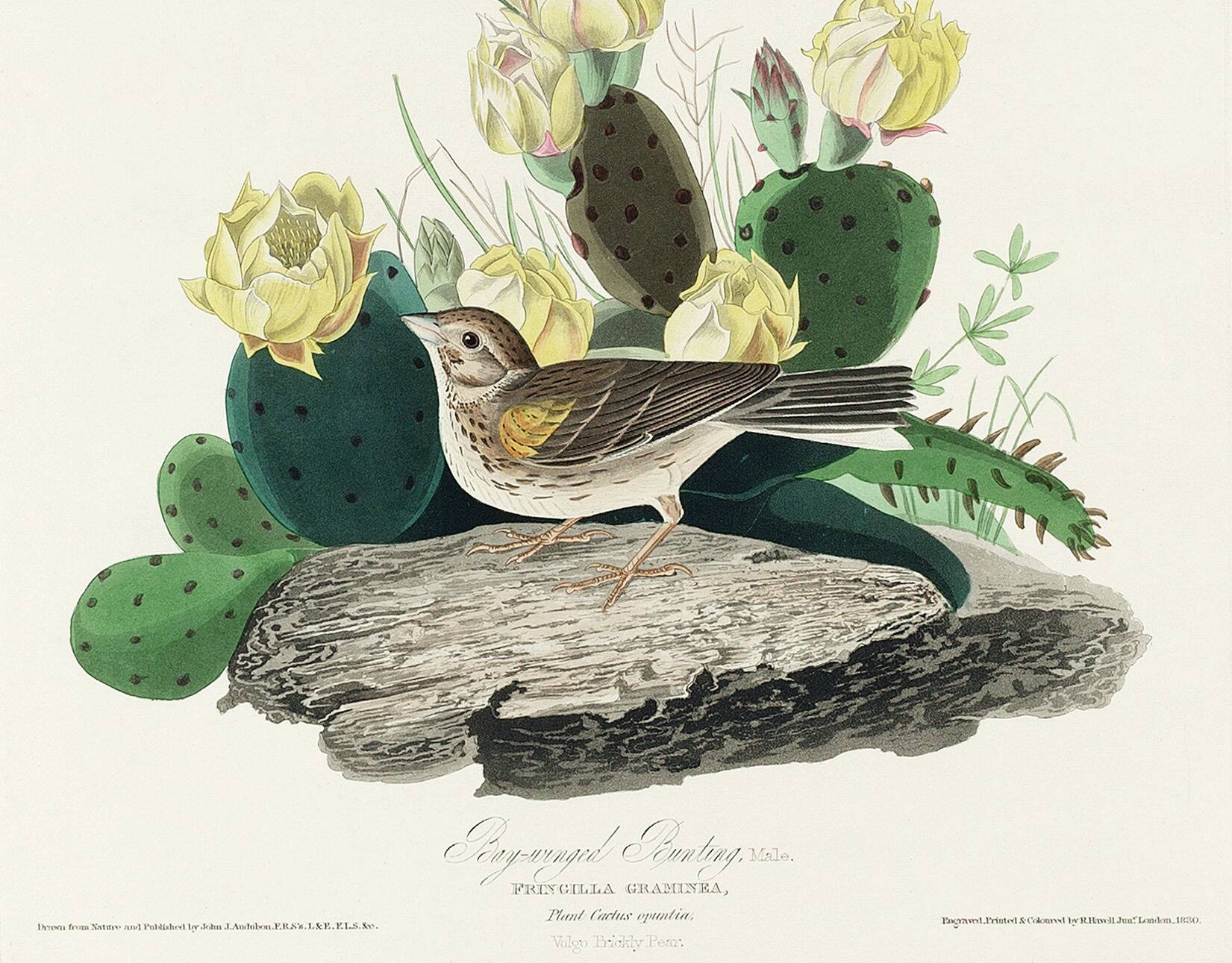 Poster of the White-throated Sparrow, after an old engraving from 1827