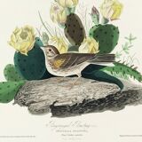 Poster of the White-throated Sparrow, after an old engraving from 1827