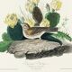 Poster of the White-throated Sparrow, after an old engraving from 1827