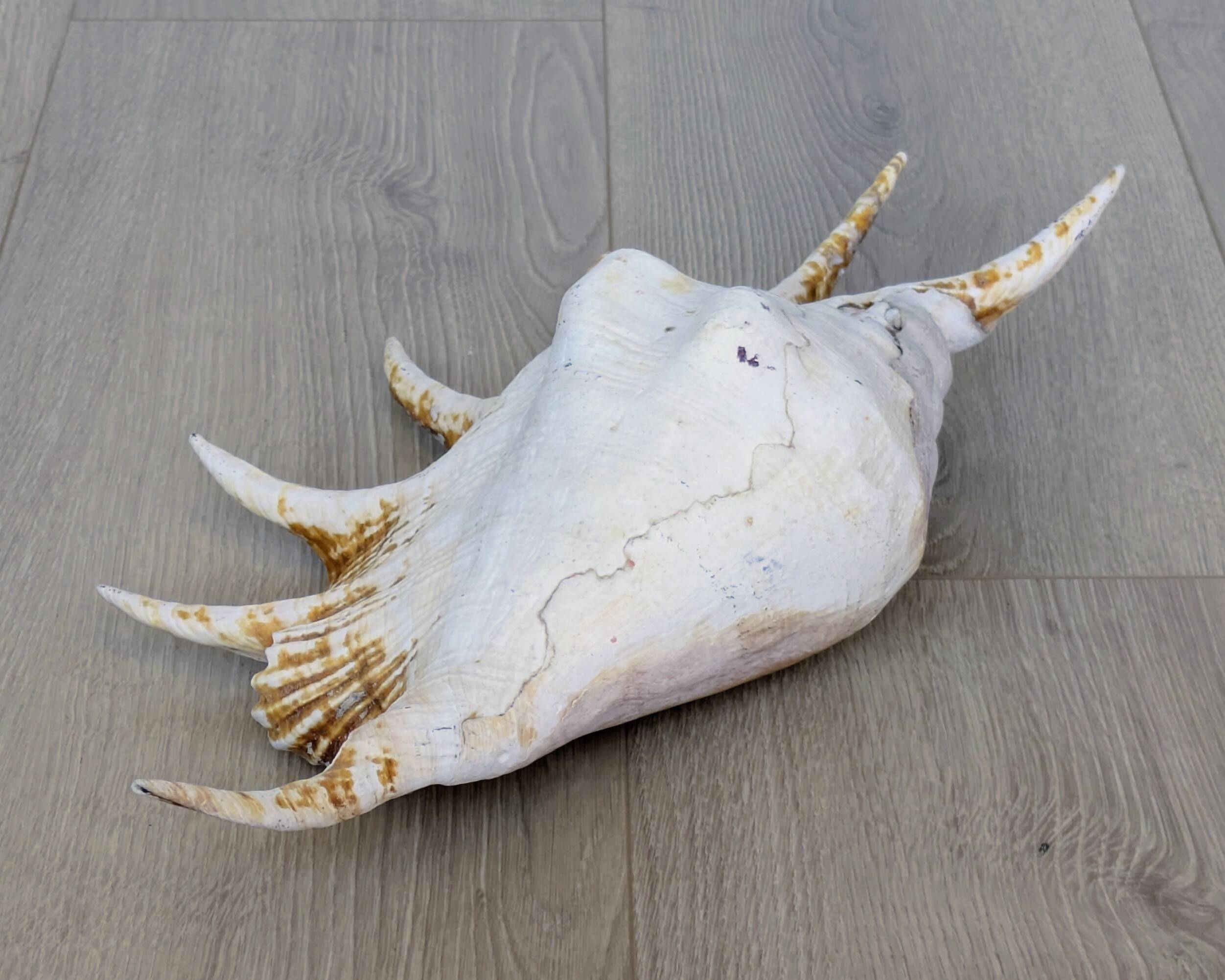 Great Shell – Giant Scallop Lambis truncata - Exceptional 37 cm