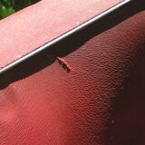 Red skai chairs 60s