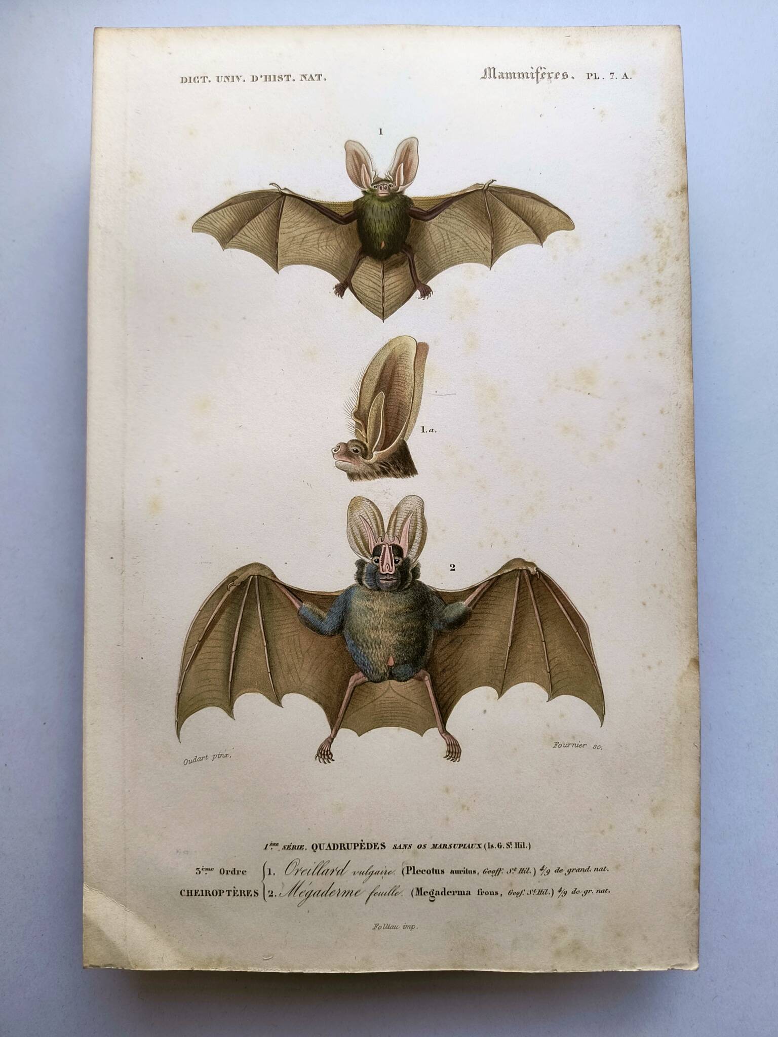 Antique engraving from 1849. Bat by PL Oudart. Hand-colored.