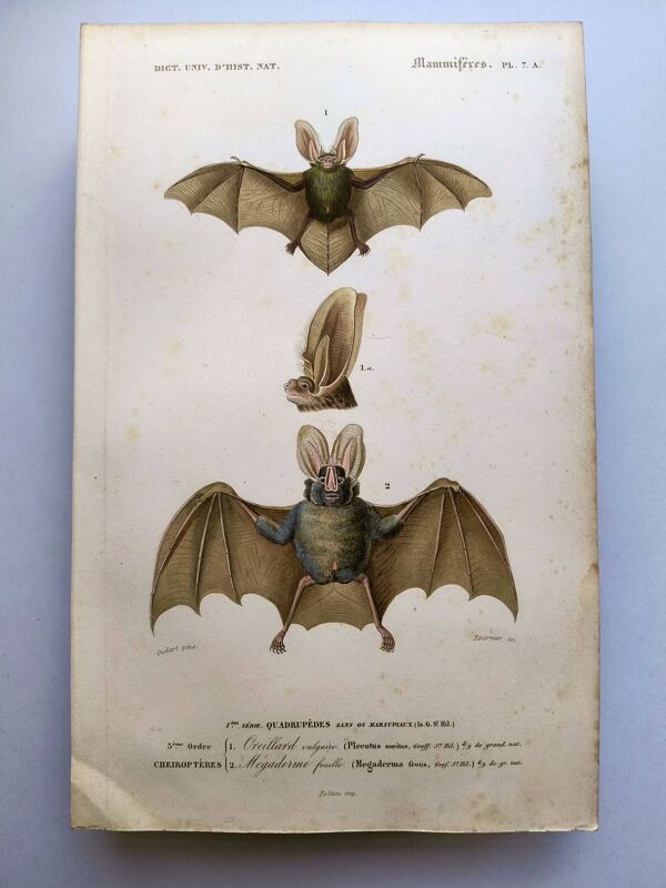 Gravure ancienne de 1849. Chauve-Souris de P.L. Oudart. Colorié à la main
