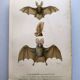Antique engraving from 1849. Bat by PL Oudart. Hand-colored.