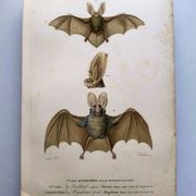 Antique engraving from 1849. Bat by PL Oudart. Hand-colored.