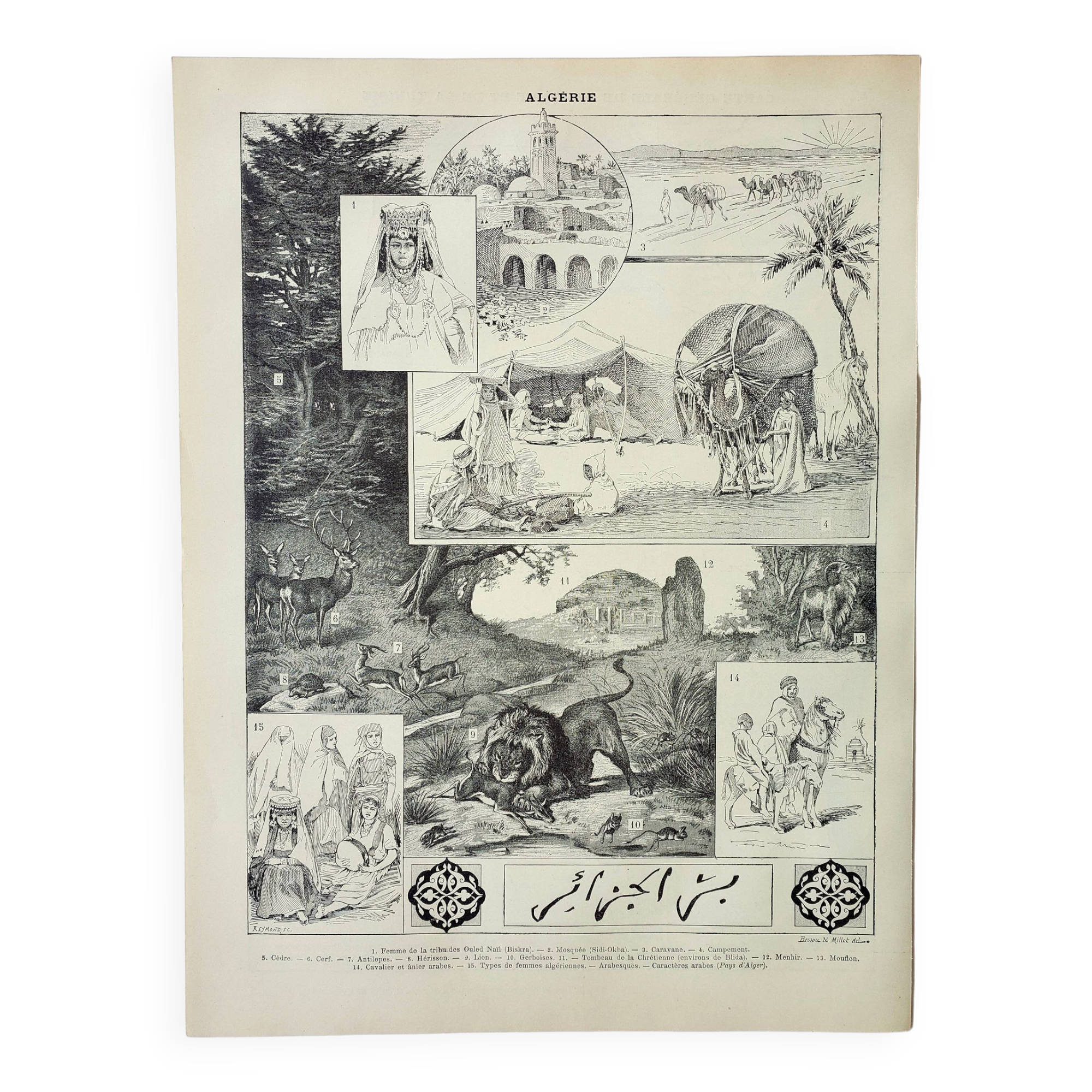 Old engraving 1898, Algeria, fauna and flora, Arabic • Lithograph, Original plate