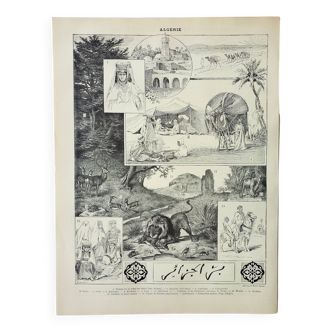 Old engraving 1898, Algeria, fauna and flora, Arabic • Lithograph, Original plate