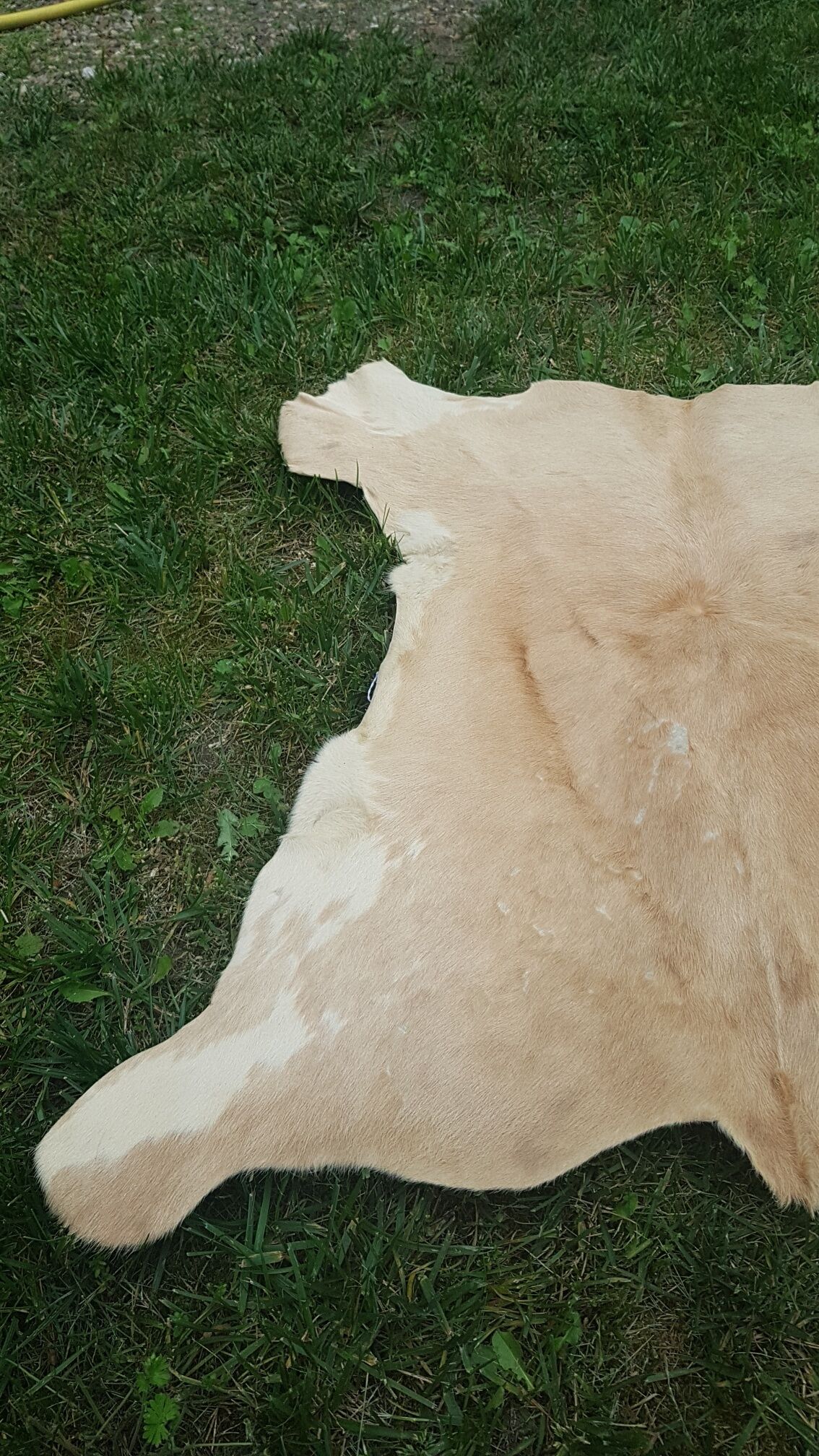 Tanned goat skin, 1970s