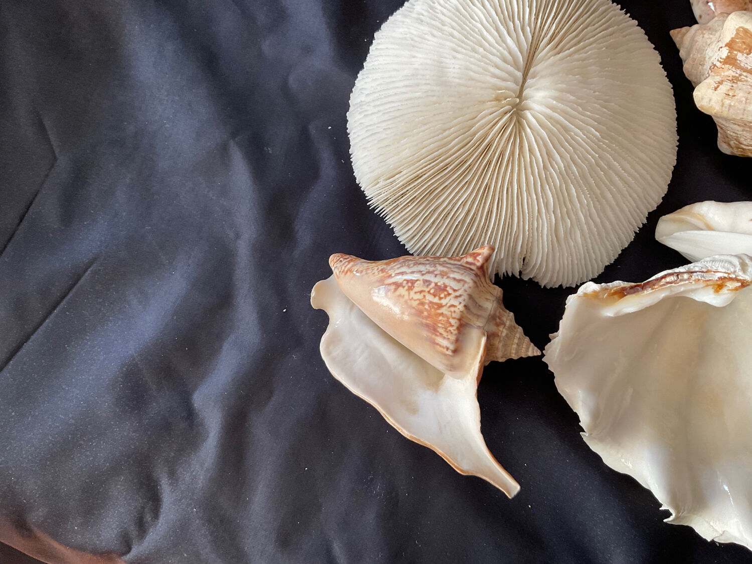 Shell Collection