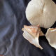 Shell Collection