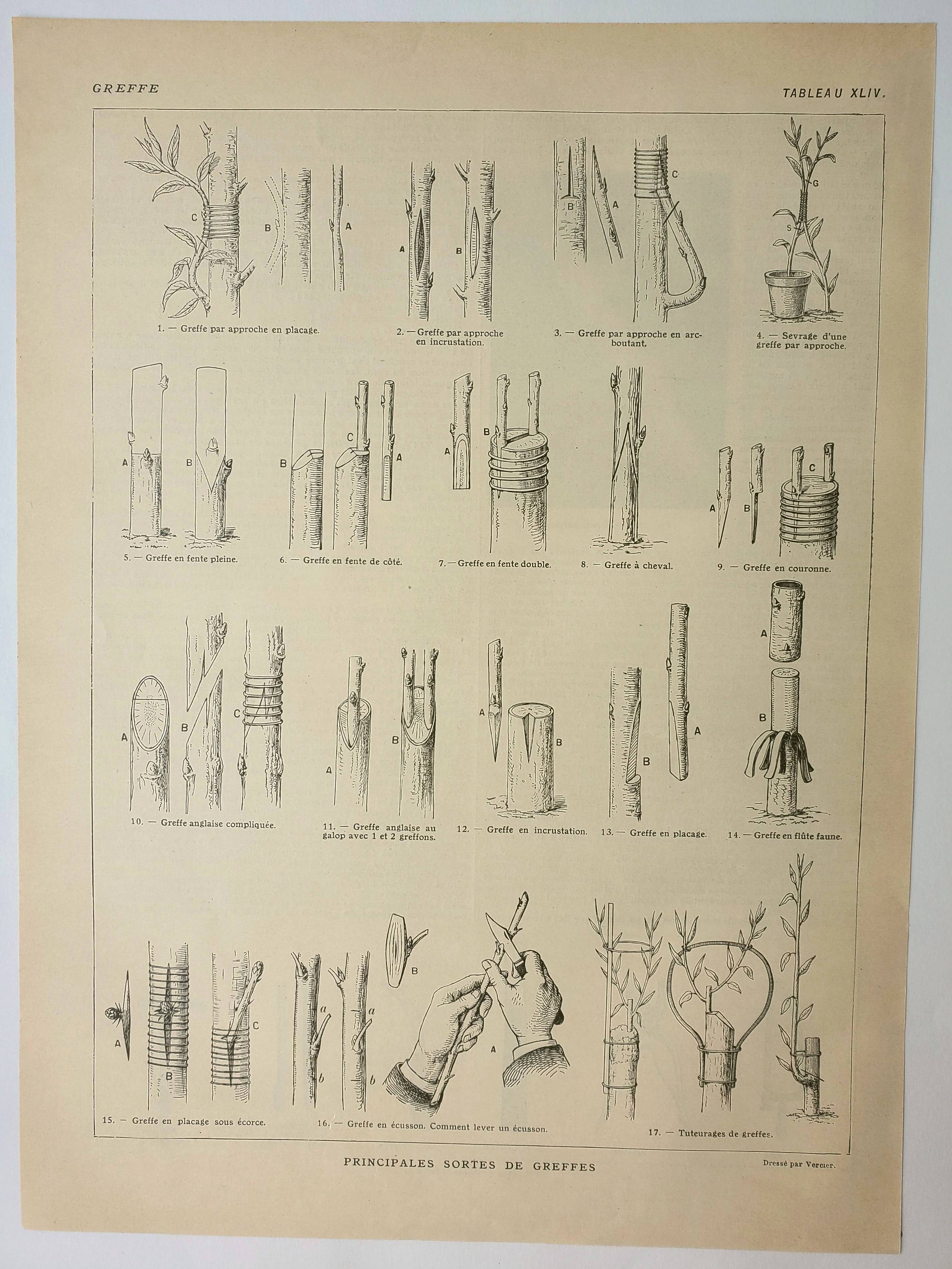 Old engraving 1922, Tree grafting, arboriculture, gardening • Lithograph, original illustration