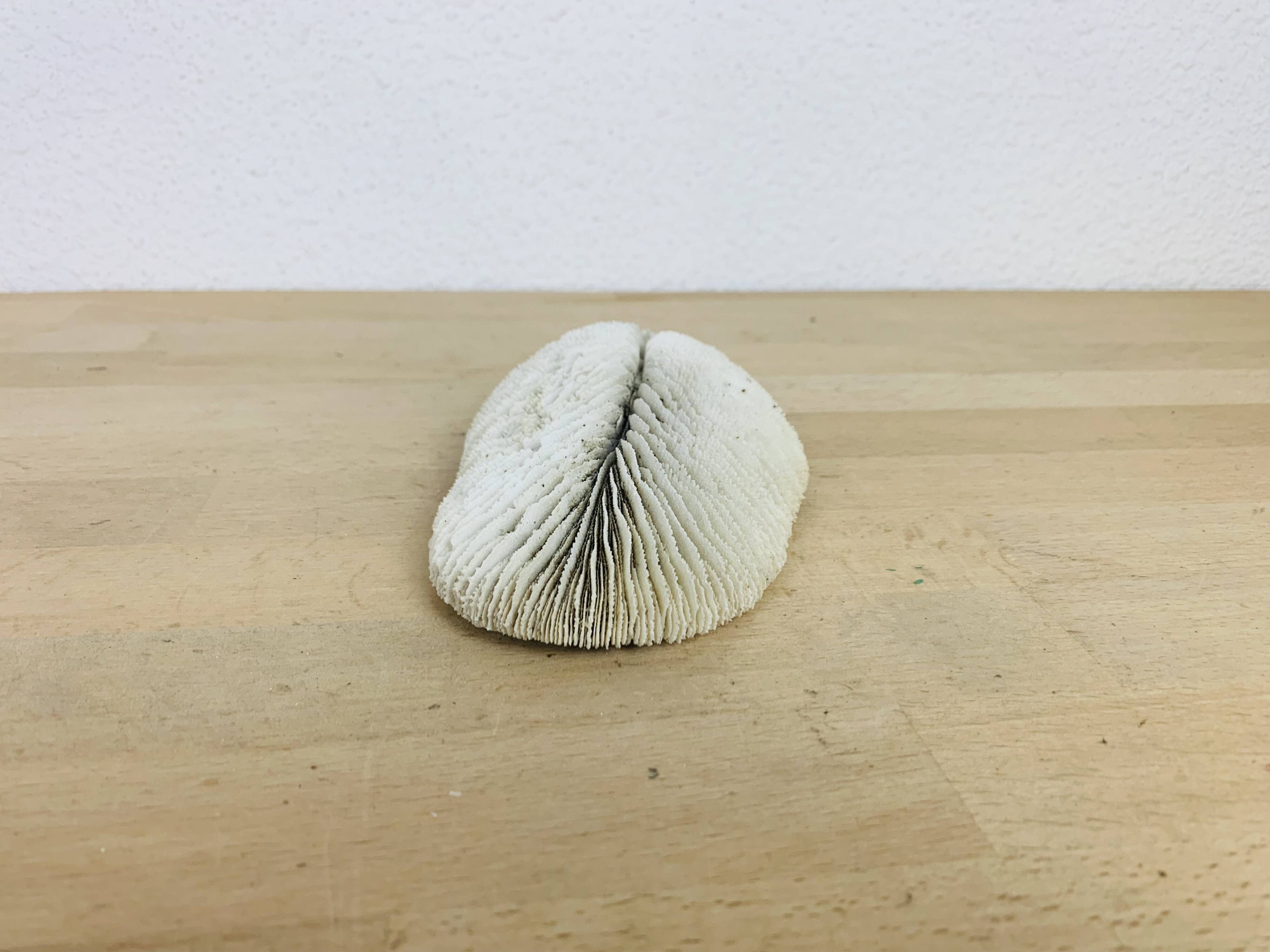 Natural White Fungia Coral