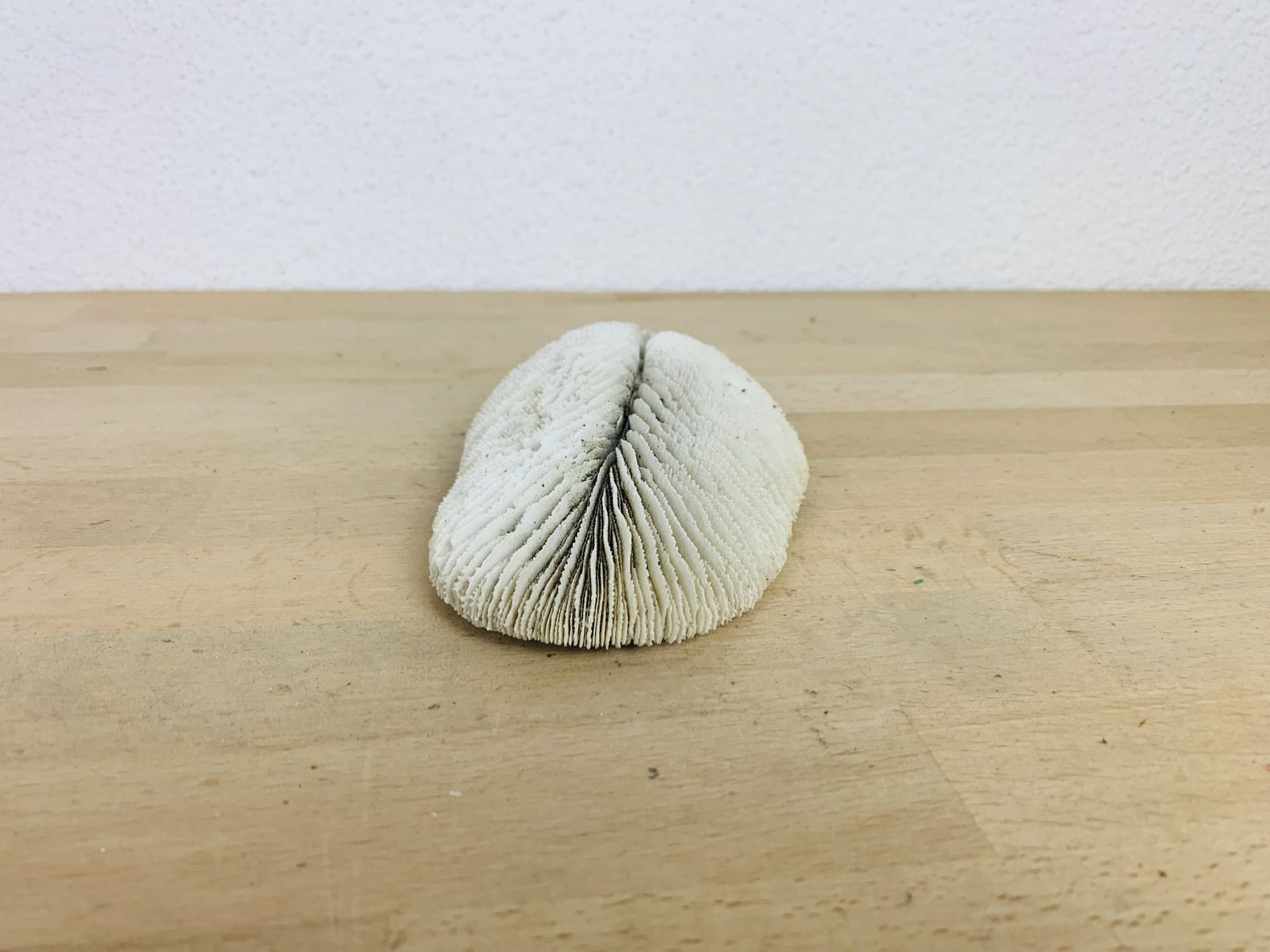 Corail Fungia blanc naturel