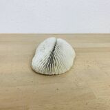 Natural White Fungia Coral