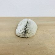 Corail Fungia blanc naturel