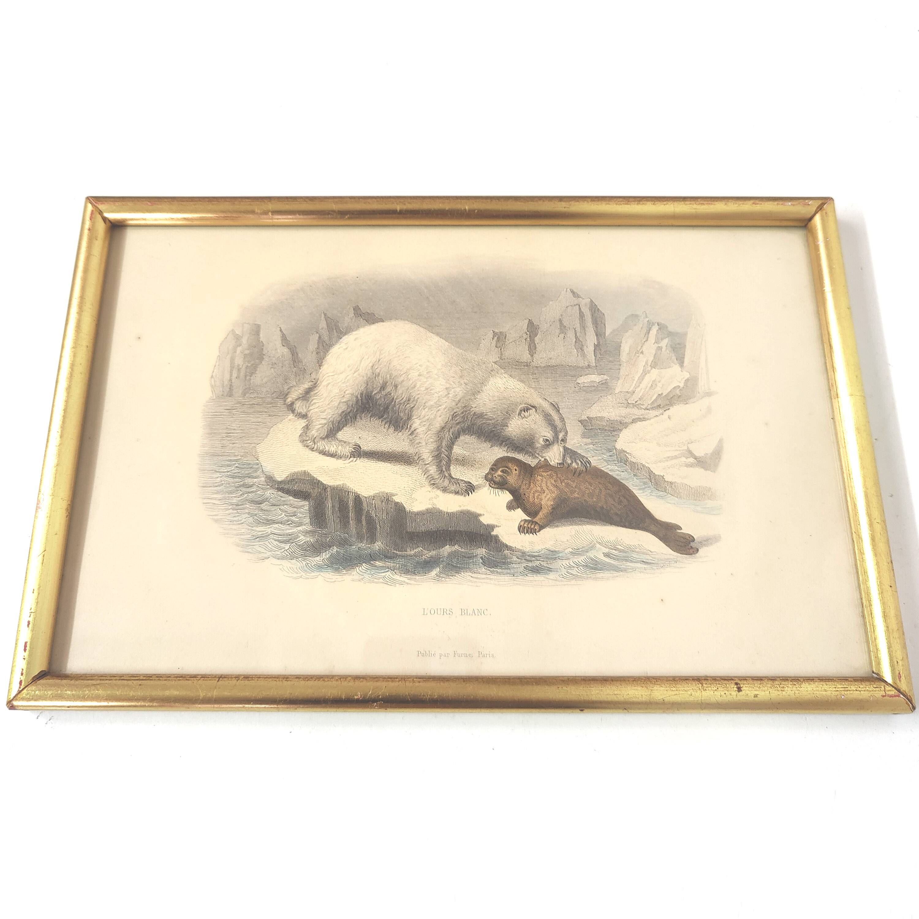 Planche zoologique gravure Buffon ours blanc et phoque cadre bois doré