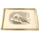 Zoological board engraving Buffon white bear and seal gilded wood frame