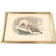 Zoological board engraving Buffon white bear and seal gilded wood frame