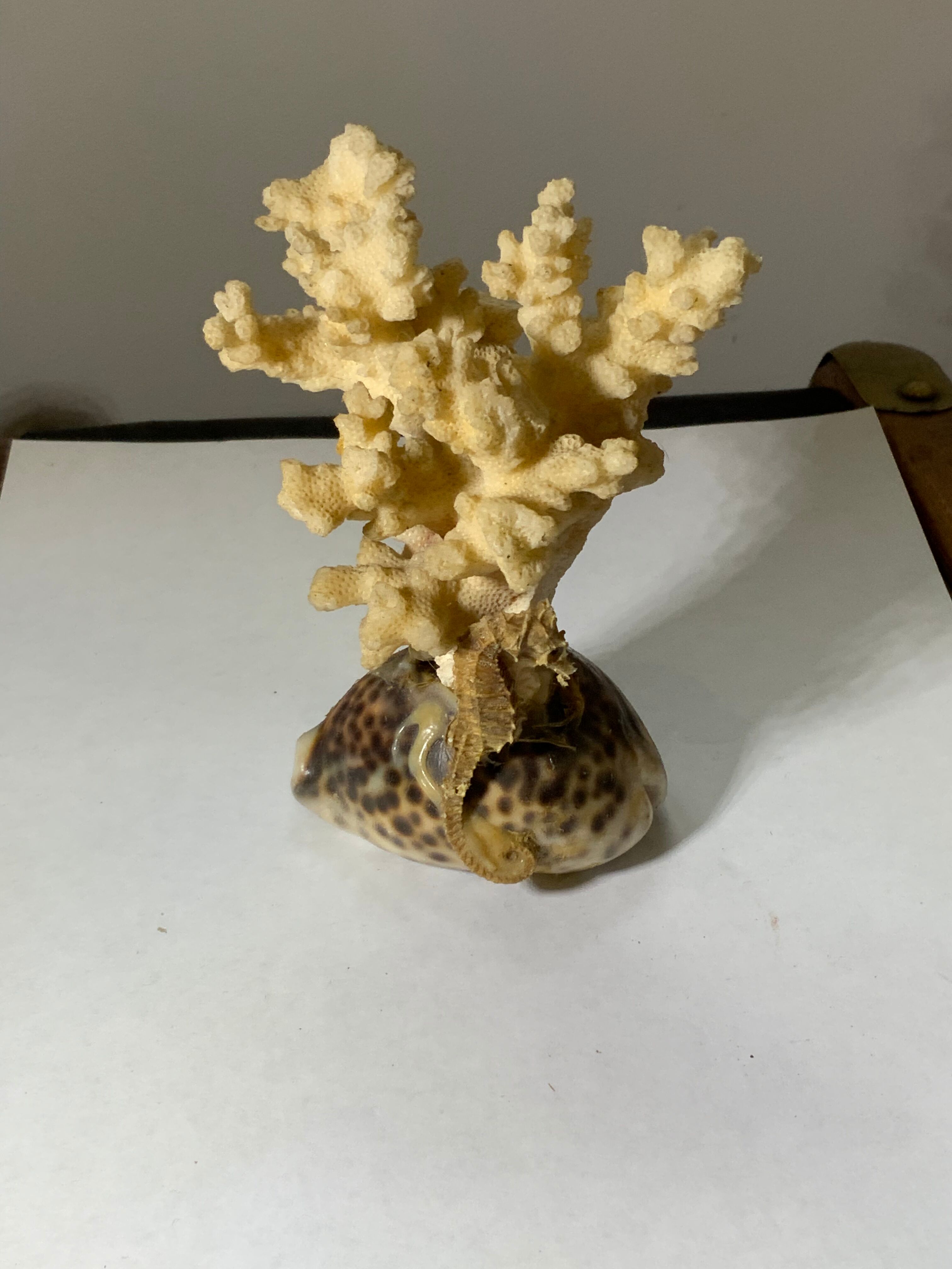 Ancient sculpture coral shell and hyppocampe souvenir vintage pacific