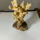 Ancient sculpture coral shell and hyppocampe souvenir vintage pacific