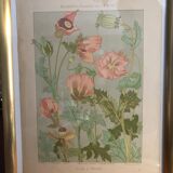 Botanical plate