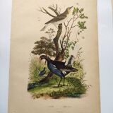 Gravure ancienne de 1839 -Le Pouillot - Planche oiseaux coloriée à la main