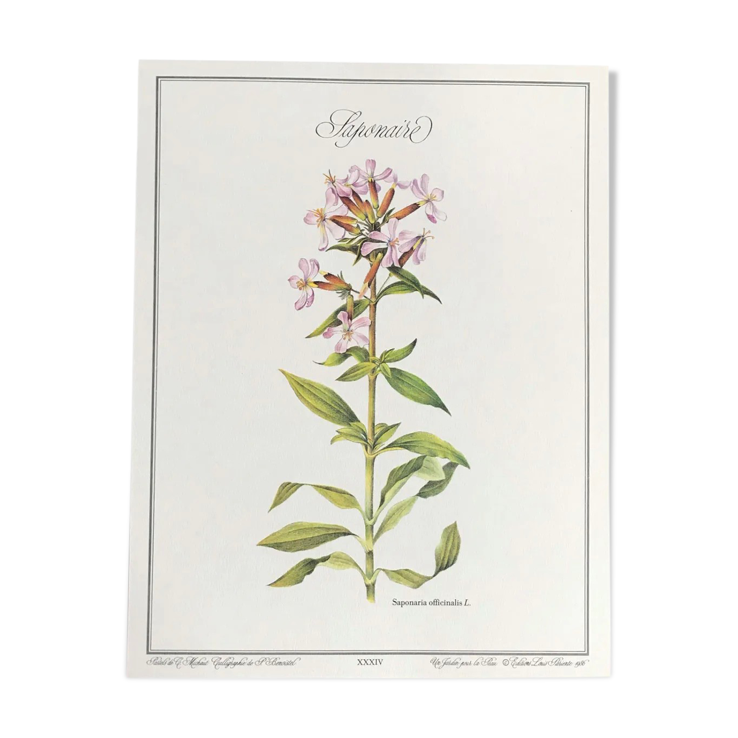 Botanical plate the Saponaire