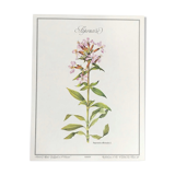 Planche botanique la Saponaire
