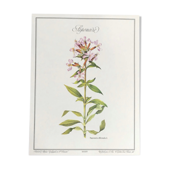 Planche botanique la Saponaire