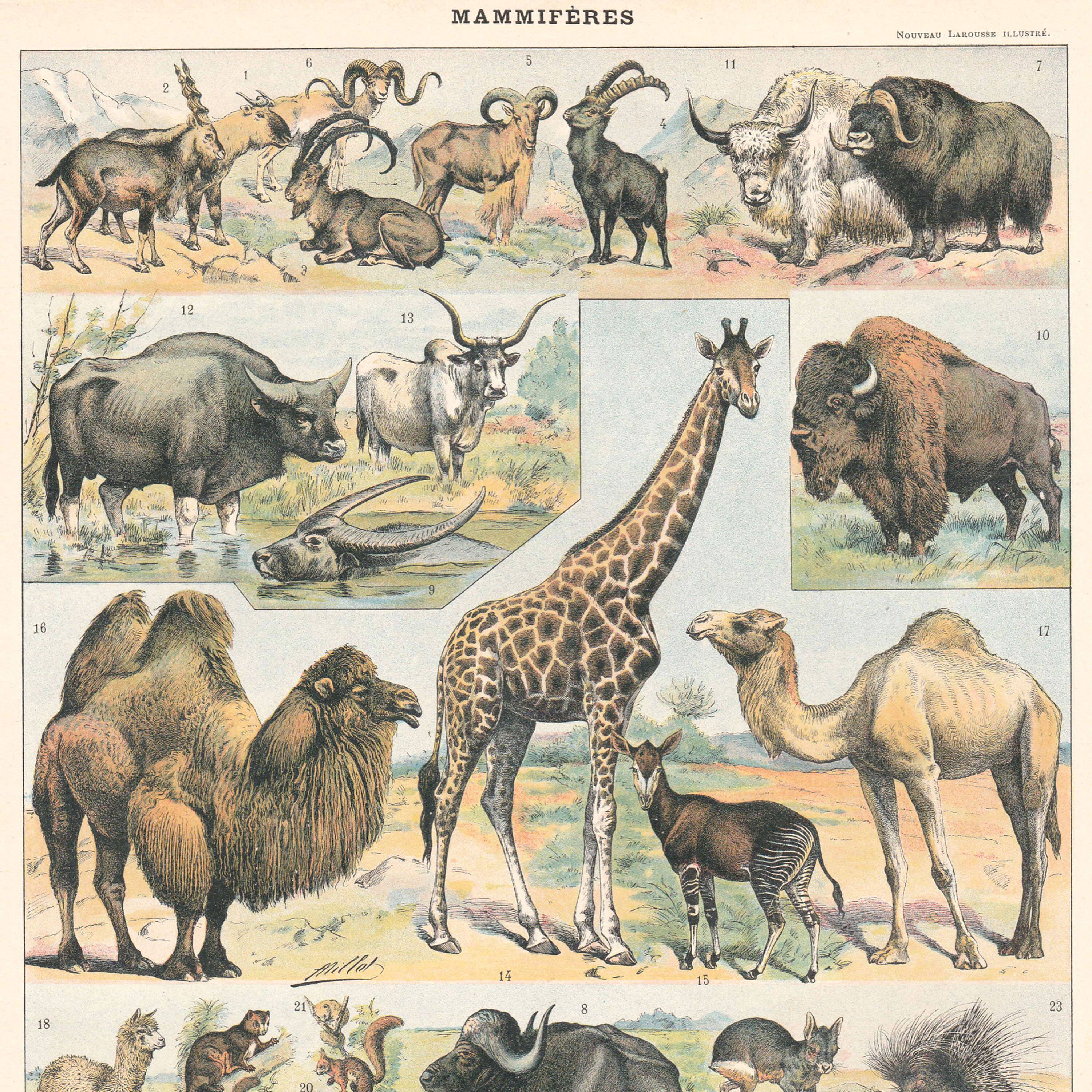 Old plate on mammals 1897