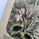 Antique lithograph from 1886 - Insects and beetles (2) - Engraving