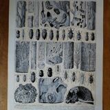 Lithographie originale sur les arbres